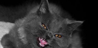 Pets Are at Risk of Swine Flu