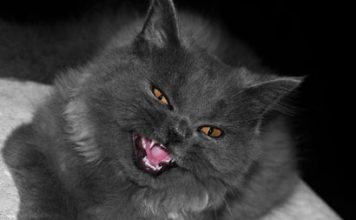 Pets Are at Risk of Swine Flu