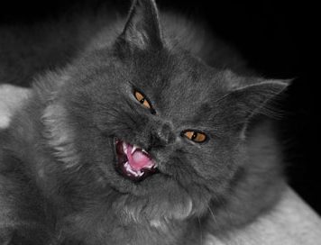 Pets Are at Risk of Swine Flu