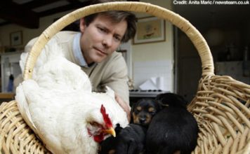 A Hen Whose Mother Instincts Took It to the Doghouse