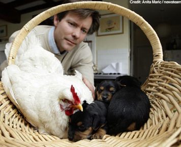 A Hen Whose Mother Instincts Took It to the Doghouse