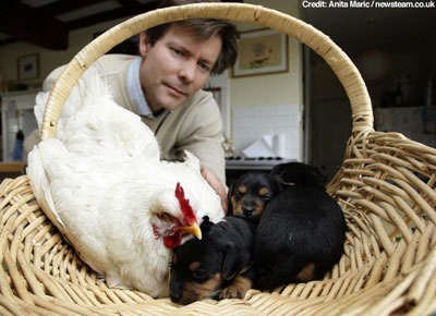Hen Mabel and Puppies in the Basket