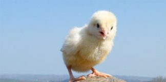 Friendship Knows No Bounds for a Chick and a Tortoise