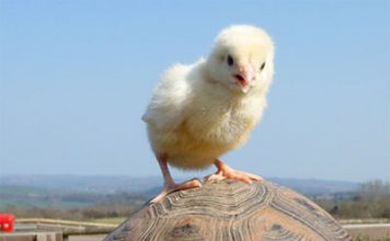 Friendship Knows No Bounds for a Chick and a Tortoise