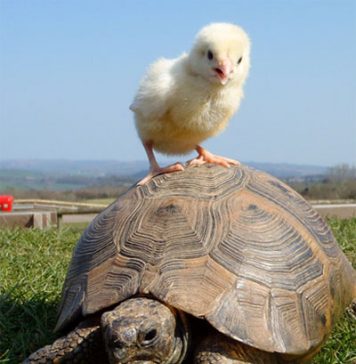 Friendship Knows No Bounds for a Chick and a Tortoise