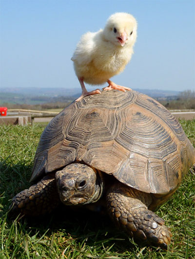 Chick and Tortoise