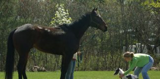 The World’s Smallest Horse Born Last Week