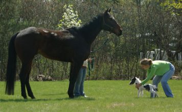 The World’s Smallest Horse Born Last Week