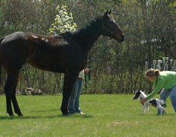 The World’s Smallest Horse Born Last Week