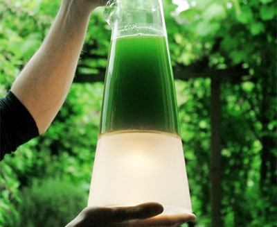 Algae Lamp