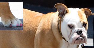 Victoria Beckham's Dog Also Loves Pink Nail Polish