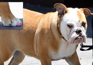 Victoria Beckham's Dog Also Loves Pink Nail Polish