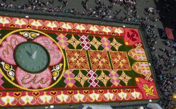 800k Begonia Carpet Brightens up Brussels