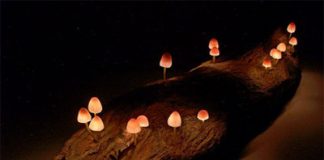 Mushroom Lights Bring Nature to Your Home