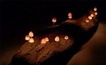 Mushroom Lights Bring Nature to Your Home