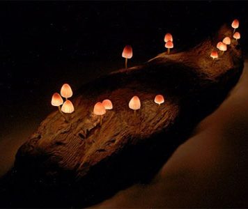 Mushroom Lights Bring Nature to Your Home