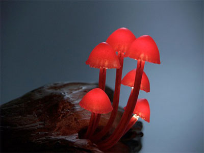 LED-mushrooms