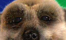 Meerkat Orlov Climbs up to Get onto Christmas Bestseller List