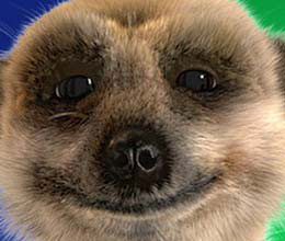 Meerkat Orlov Climbs up to Get onto Christmas Bestseller List