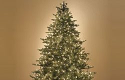 Christmas Prelit Noble Fir, Check If It’s Really World Best