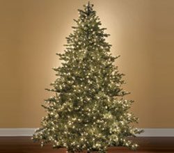 Christmas Prelit Noble Fir, Check If It’s Really World Best