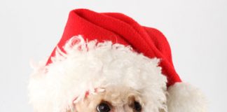 Pet Christmas Gifts