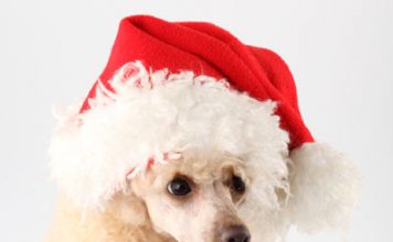 Pet Christmas Gifts