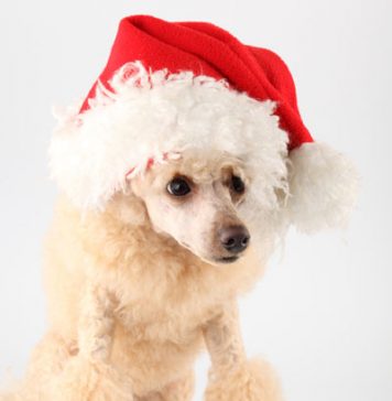Pet Christmas Gifts