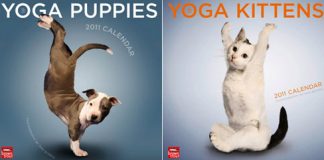 Cute Yoga Dog and Cat 2011 Calendar
