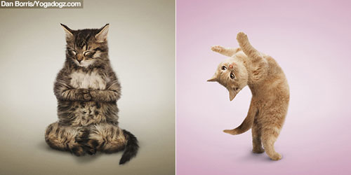 Yoga dogs and cats from Dan Borris