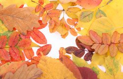 Fall Depression Is Healthy