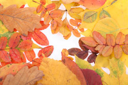 Fall Depression Is Healthy