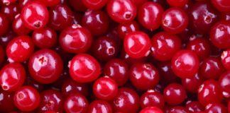 Cranberry Ineffective against Cystitis?