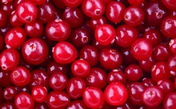 Cranberry Ineffective against Cystitis?