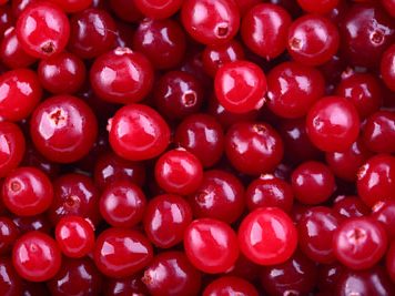 Cranberry Ineffective against Cystitis?