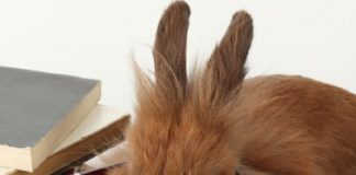 Pet Rabbits Beneficial to Woman’s Health