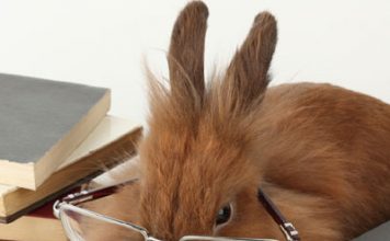 Pet Rabbits Beneficial to Woman’s Health