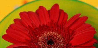 Romantic Things Men Do on Valentine's Day