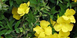 Tropical Flower to Rid Women of Wrinkles