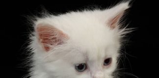 Cat Allergy Treated?