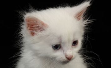 Cat Allergy Treated?