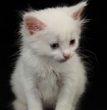 Cat Allergy Treated?