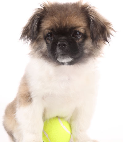 Dog with yellow ball