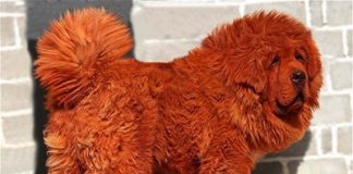 Meet the World's Priciest Dog