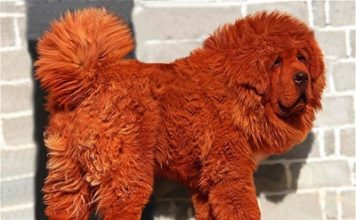 Meet the World's Priciest Dog