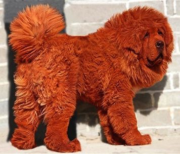 Meet the World's Priciest Dog