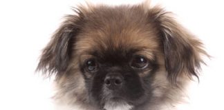 Dogs Cure Human Diseases