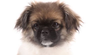 Dogs Cure Human Diseases