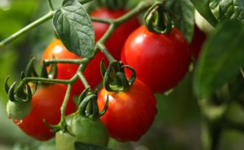 Normal Foods vs. Organic Foods