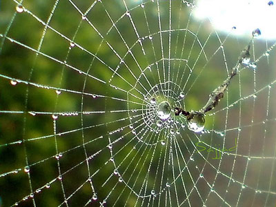 Spider net